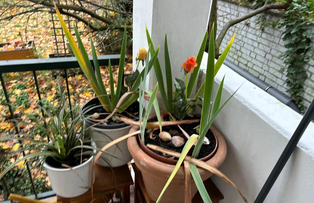 Köln Wohnung 4 min nähe von Hbf und Dom mit Garten ,Balkon&office-1